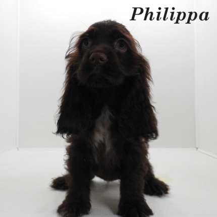puppy, for, sale, Cocker Spaniel, Joe & Cherri  Overlease, dog, breeder, Miller, MO, dog-breeder, puppy-for-sale, forsale, nearby, find, puppyfind, locator, puppylocator, aca